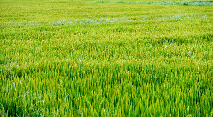 Green rice fields in China
