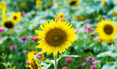 Yellow sunflowers in the field