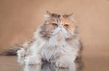 Fluffy Persian cat reclines, studio beige. Whiskered beauty with captivating eyes exudes elegancev