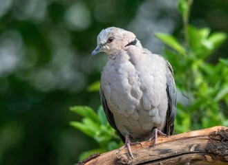 The red-eyed dove is a common resident in urban gardens in South Africa