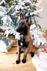 Cute Belgian shepherd puppy sitting near a Christmas tree. New Year present