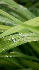 Gotas de agua sobre hojas verdes