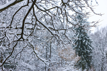 Beautiful tree branches covered with snow in winter park