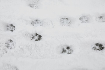 Animal trails on snow outdoors, top view