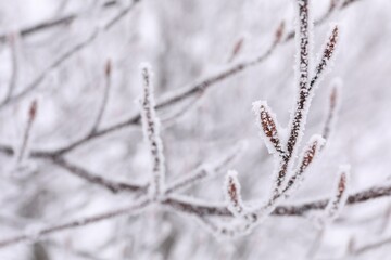 Beautiful tree branches covered with snow on winter day, closeup