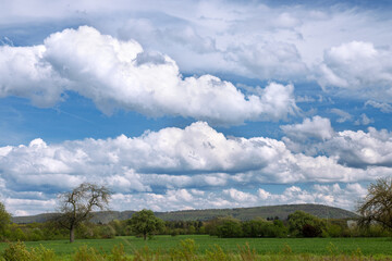 Green field, blue sky with white cumulus clouds, sunny day