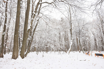 Trees covered with snow in winter park