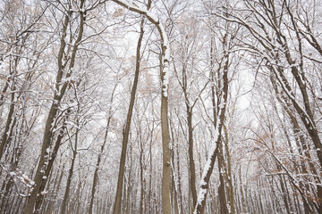 Trees covered with snow in winter park, low angle view