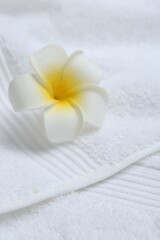 Plumeria flower on white terry towel, closeup