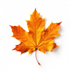 Maple Leaf on white background