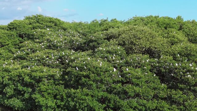 Aerial view of flock of white birds perched on green trees on La Matica Island in Playa Boca Chica , Dominican Republic 