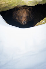 Brown bear looks out of its den in the woods under a large rock in winter
