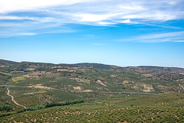 Endless landscape of olive trees in Cordoba, Andalusia, Spain