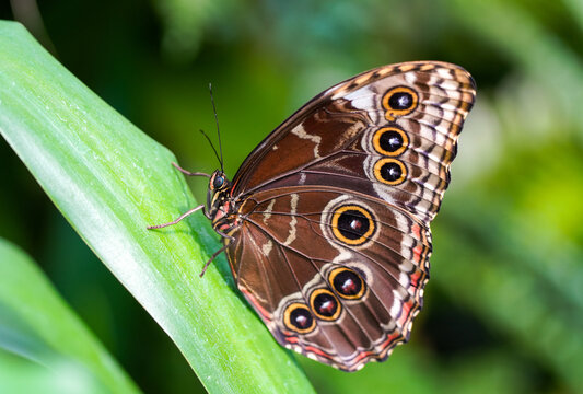 Blue morpho butterfly. Butterfly in lateral close-up. Morpho peleides.