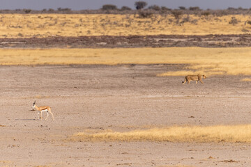 Fototapeta na wymiar Telephoto shot of a pride of Lions in Etosha national park.