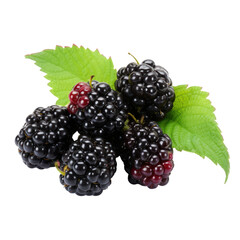 Blackberries with green leaves on transparent background. Design for products packaging, advertising, groceries, markets, organic shops.