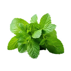 Peppermint leaves isolated on transparent background.