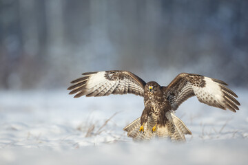 landing Common buzzard Buteo buteo in the fields in winter snow, buzzards in natural habitat, hawk bird on the ground, predatory bird close up winter bird