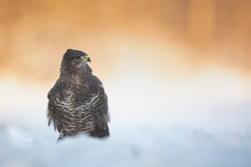 landing Common buzzard Buteo buteo in the fields in winter snow, buzzards in natural habitat, hawk bird on the ground, predatory bird close up winter bird
