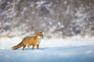 Fox Vulpes vulpes in winter scenery, Poland Europe, animal walking among snowy meadow