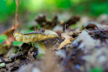 Forest mushroom. Background with selective focus and copy space