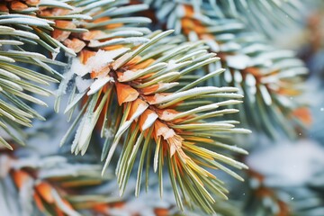 Naklejka na ściany i meble close-up of snow on spruce needles