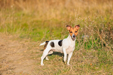 A cute Jack Russell Terrier dog walks in nature. Pet portrait with selective focus and copy space