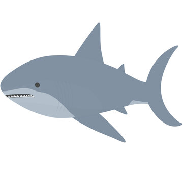 Cartoon grey shark 