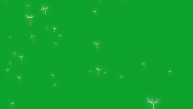 Grass flower animation floating from the wind on black background.