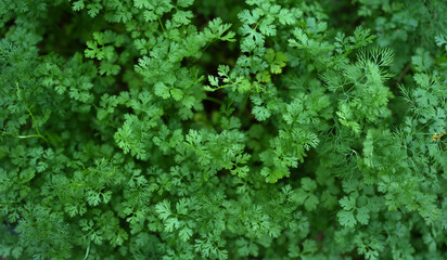 Coriander, non-toxic, grown for your own consumption.