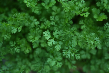 Coriander, non-toxic, grown for your own consumption.