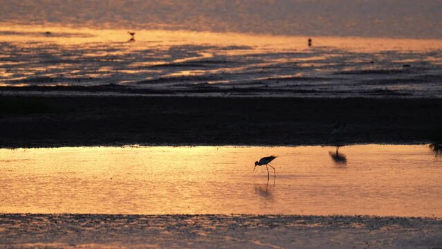 Sunset in the wetland and Black-winged stilt