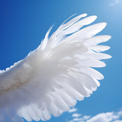 white dove on blue sky background