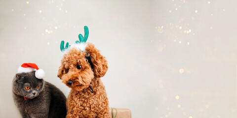 Close-up small ginger poodle dog with green deer antlers and grey cat in Santa cap on a light background. Pet's portrait. Christmas greetings card, front view. Web banner