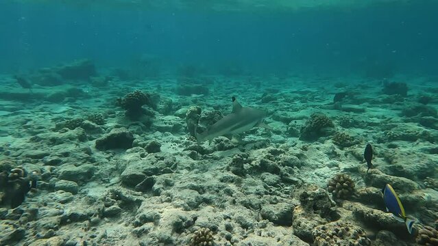 Large Blacktip reef shark up-close whilst snorkelling in crystal clear waters of the Maldives at Malahini Kuda Bandos.