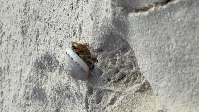Maldivian Hermit Crab re-emerging from safety: Malahini Kuda Bandos, Maldives