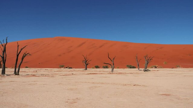 Dead dry trees snags in arid desert on background of high red orange sand dunes. A national park Sossusvlei Desert Deadvlei in Namibia and popular tourist destination. Drought and climate warming