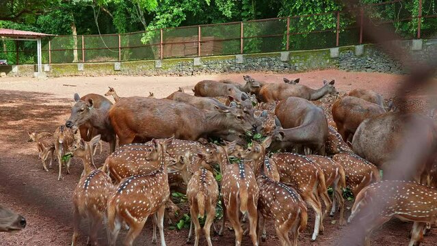 A herd of deer at the zoo eats the dropped leaves, Different types of deer , View through the wire fence