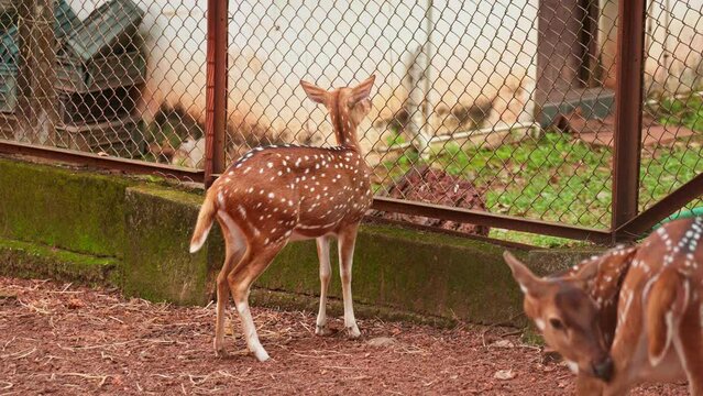 A deer poking its head through a wire fence,  a deer ,
Deer at the zoo