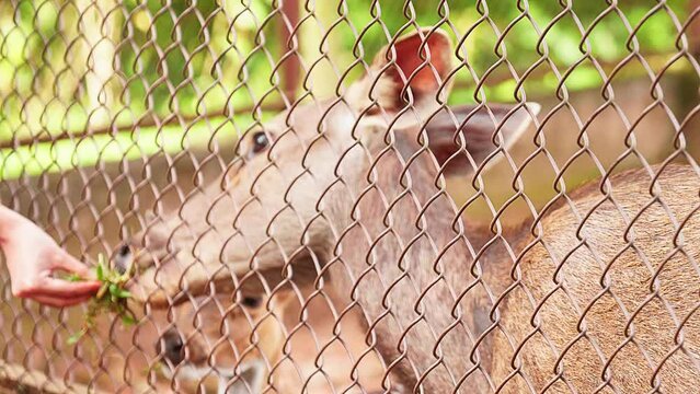 Grass is plucked for the deer standing inside the wire fence , A deer walking through the zoo