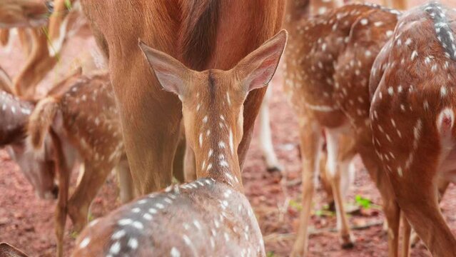 View from the back of the deer herd , Methods of keeping deer inside the zoo , Different types of deer