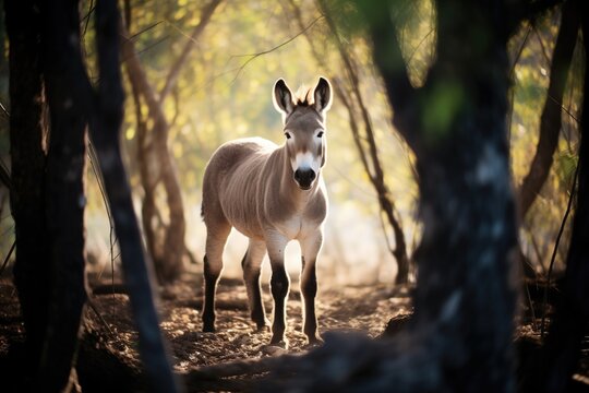 grey donkey standing in trees shadow
