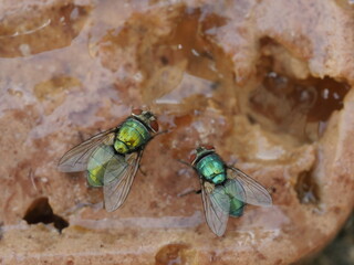 meat fly