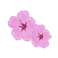 Two pink flowers illustration