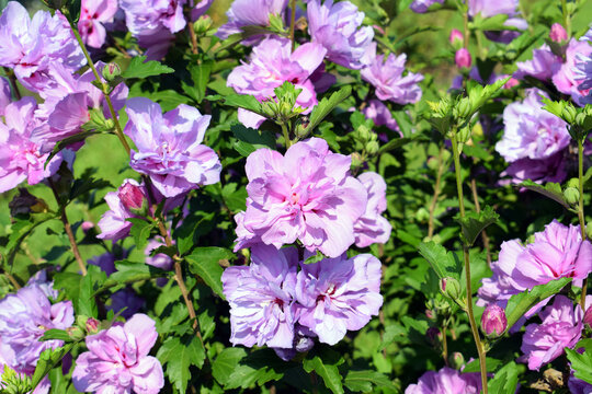 Beautiful flowering shrub of hibiscus syriacus with many flowers, summer time