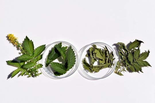 Fresh and dried agrimony herb in petri dishes and on a white background. Phytotherapy, herbal medicine concept