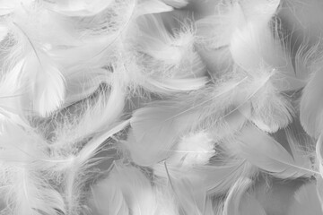 Fluffy white feathers as background, top view