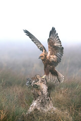 Western marsh harrier male flying at first light of sunrise