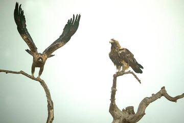 Four year old male and female Spanish Imperial Eagle on their favorite watchtower on a cold foggy winter day