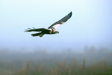 Adult male Western marsh harrier flying in a wetland on a cold winter day with fog